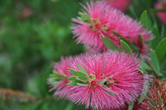 ブラシの木 花が綺麗に咲いてました！埼玉県 桶川霊園DSC_0034