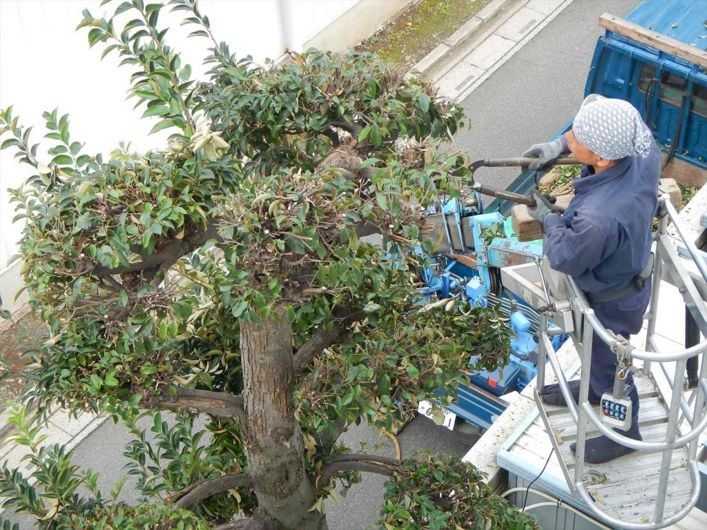 秋の剪定 枝打 手入れ 植木職人 植木屋 造園業DSCN5753