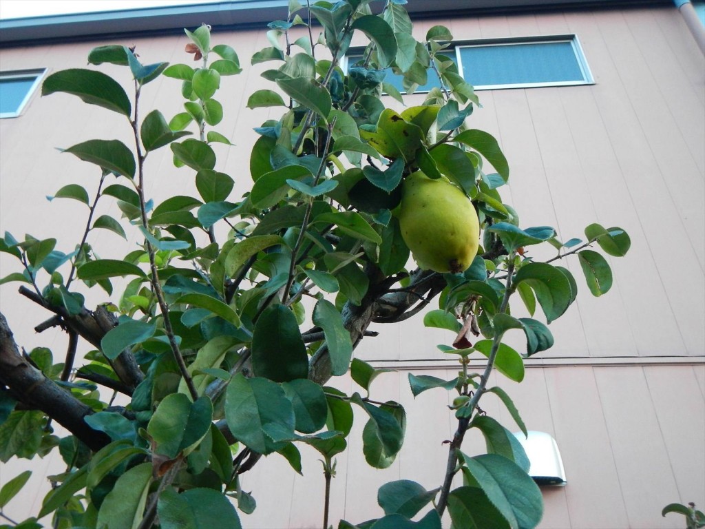 大塚本社の鉢植え　秋の花　中庭の植物DSCN5733