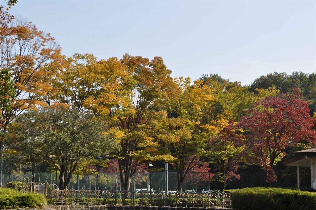 20141025 上尾市の平塚公園の紅葉DSC_0245_