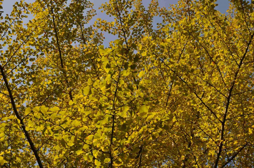 20141025 上尾市の平塚公園の紅葉DSC_0229_