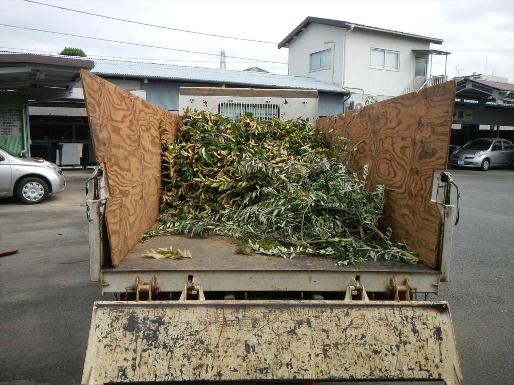 秋の剪定 枝打 手入れ 植木職人 植木屋 造園業DSCN5748