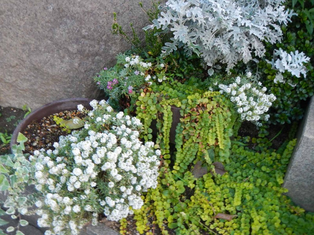 大塚本社の鉢植え　秋の花　中庭の植物DSCN5726