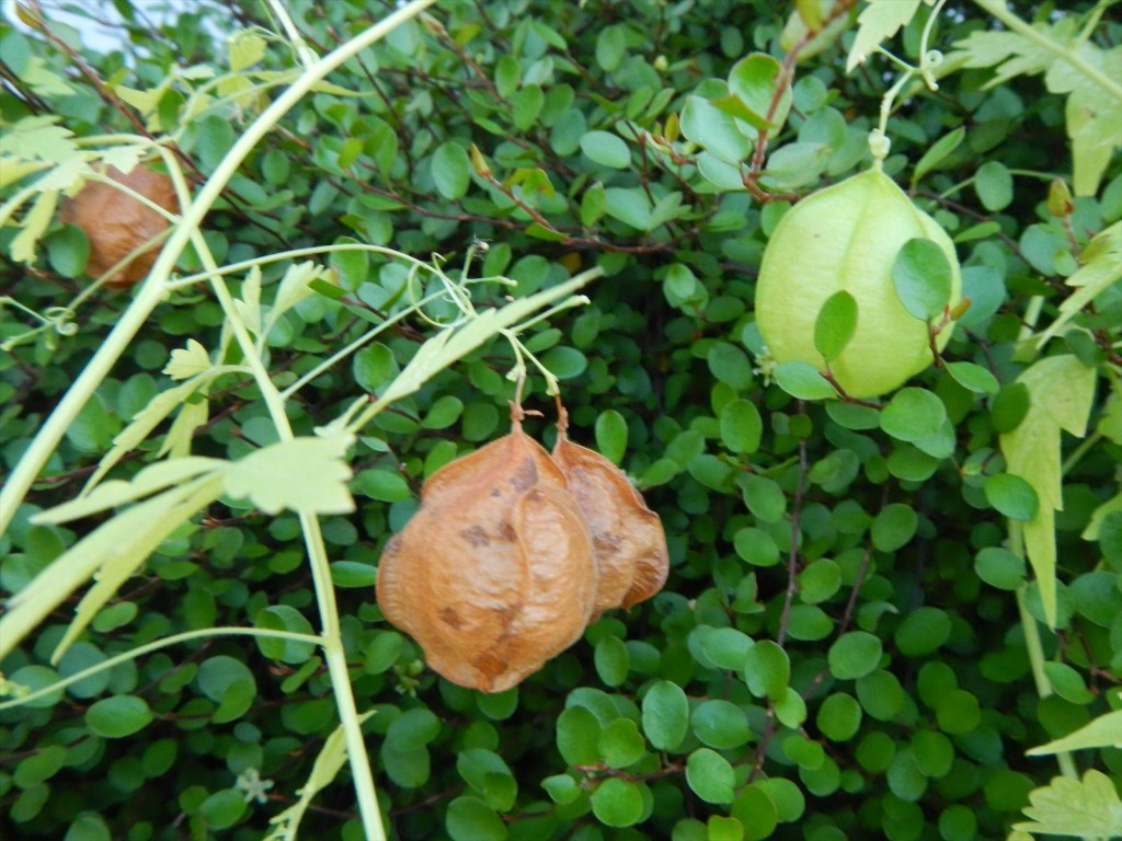 大塚本社の鉢植え　秋の花　中庭の植物DSCN5711