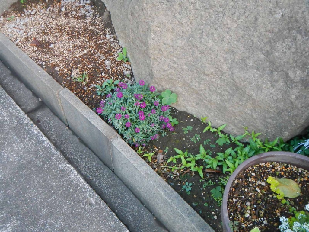 大塚本社の鉢植え　秋の花　中庭の植物DSCN5729