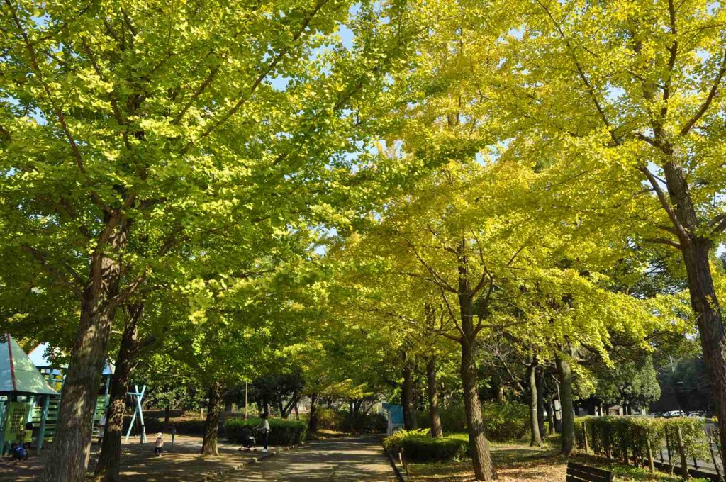 20141025 上尾市の平塚公園の紅葉DSC_0234_