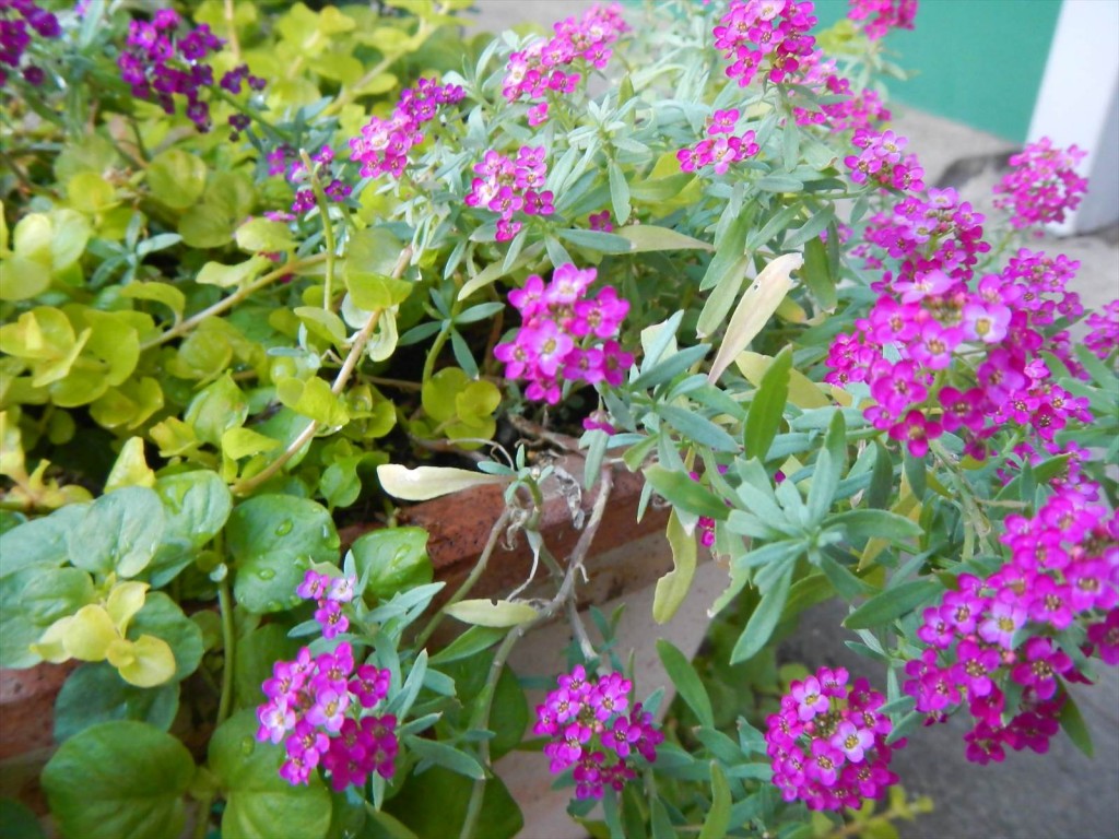 大塚本社の鉢植え　秋の花　中庭の植物DSCN5722