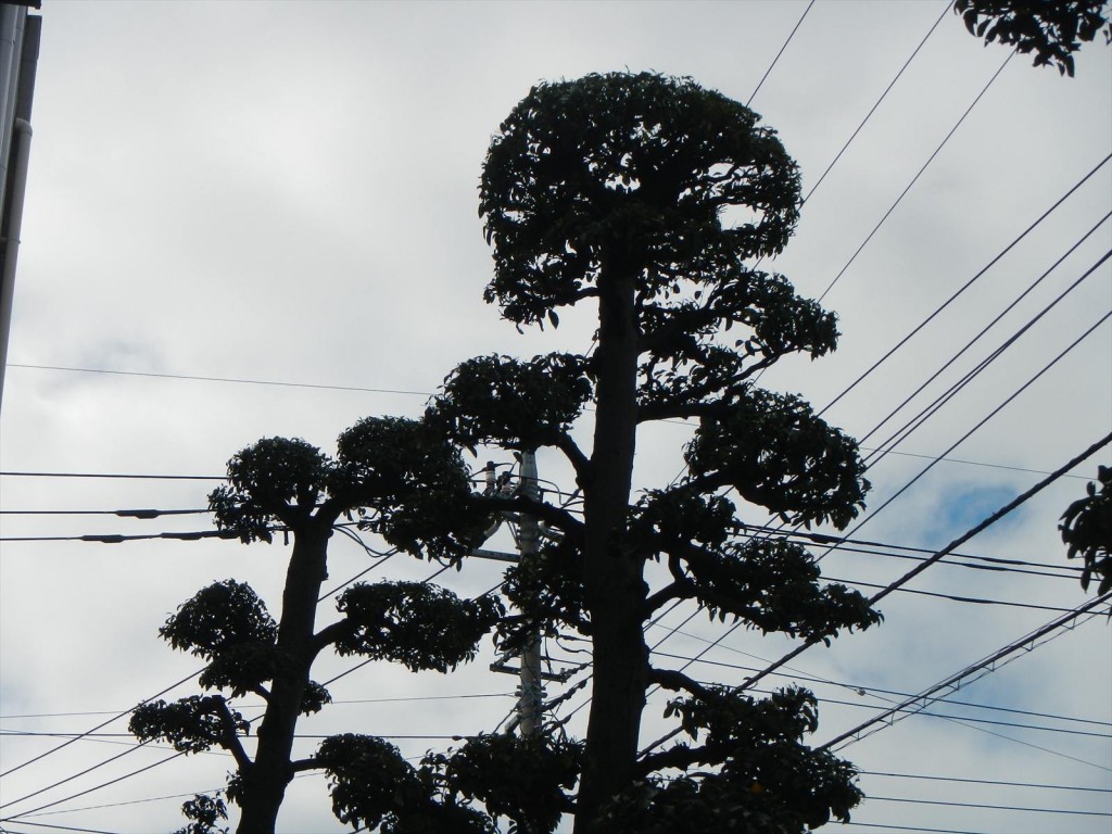 秋の剪定 枝打 手入れ 植木職人 植木屋 造園業DSCN5747