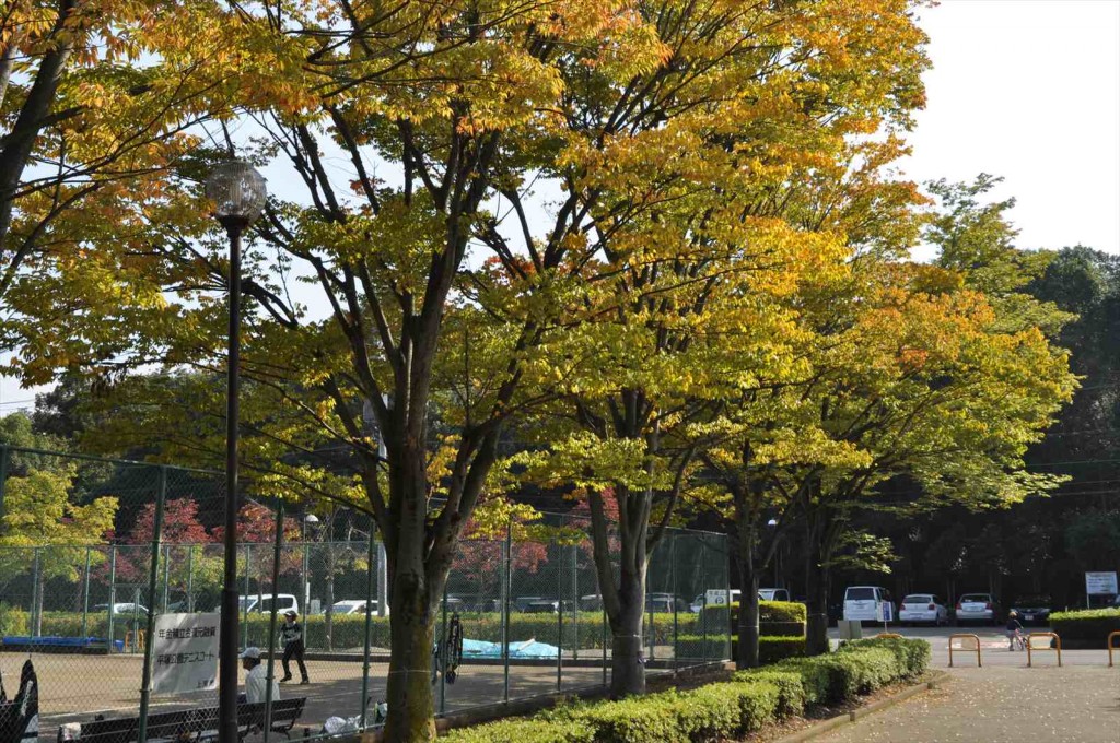 20141025 上尾市の平塚公園の紅葉DSC_0247_