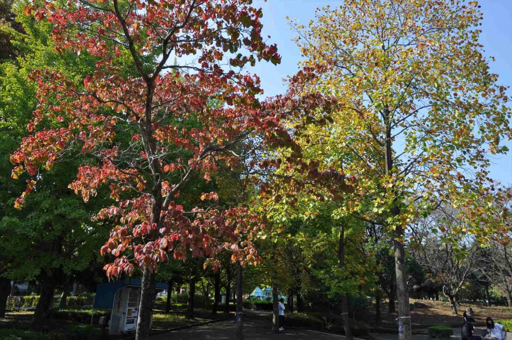 20141025 上尾市の平塚公園の紅葉DSC_0224_