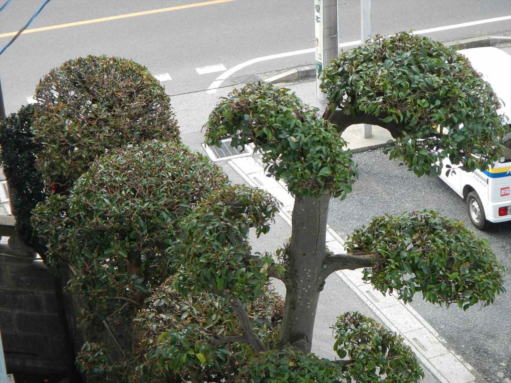 秋の剪定 枝打 手入れ 植木職人 植木屋 造園業DSCN5754