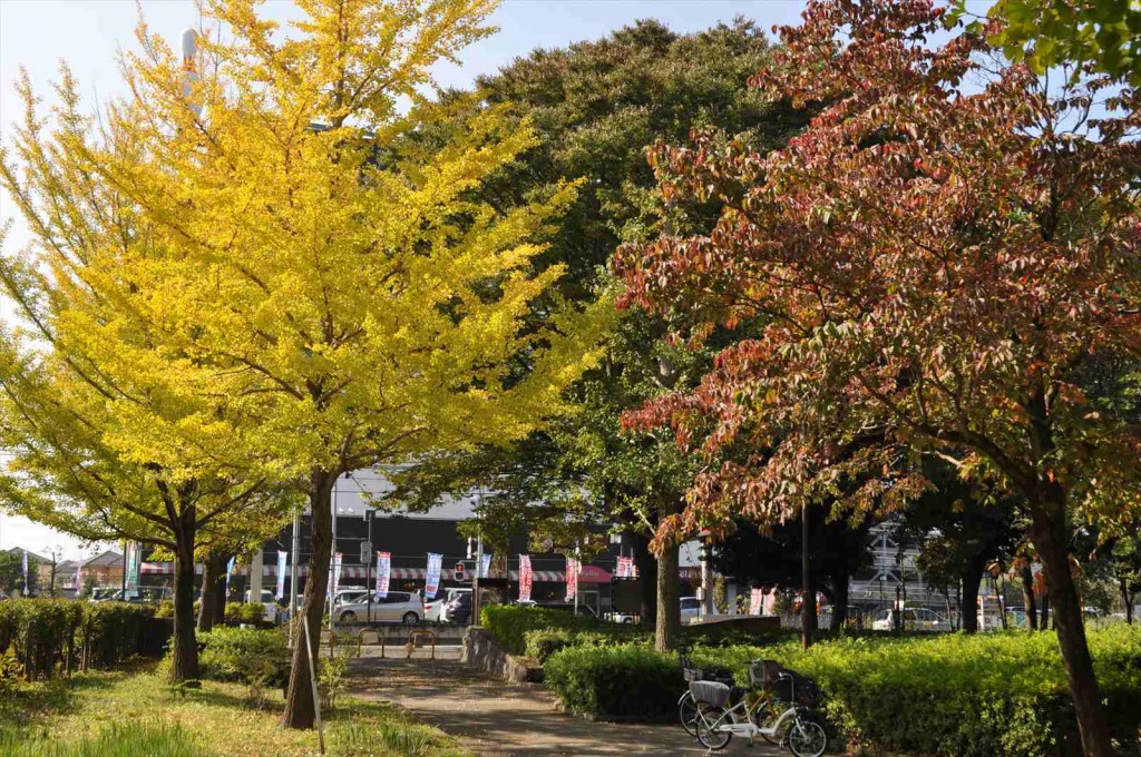 20141025 上尾市の平塚公園の紅葉DSC_0231_