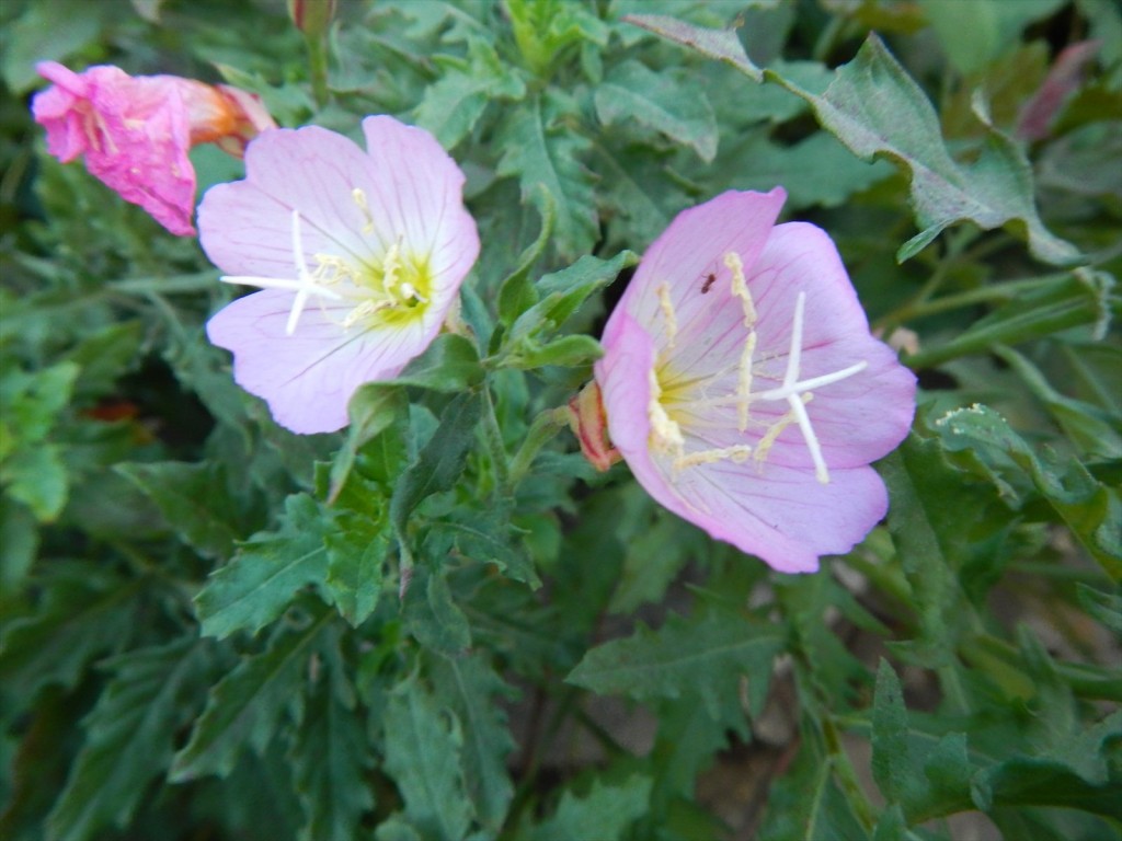 大塚本社の鉢植え　秋の花　中庭の植物DSCN5732