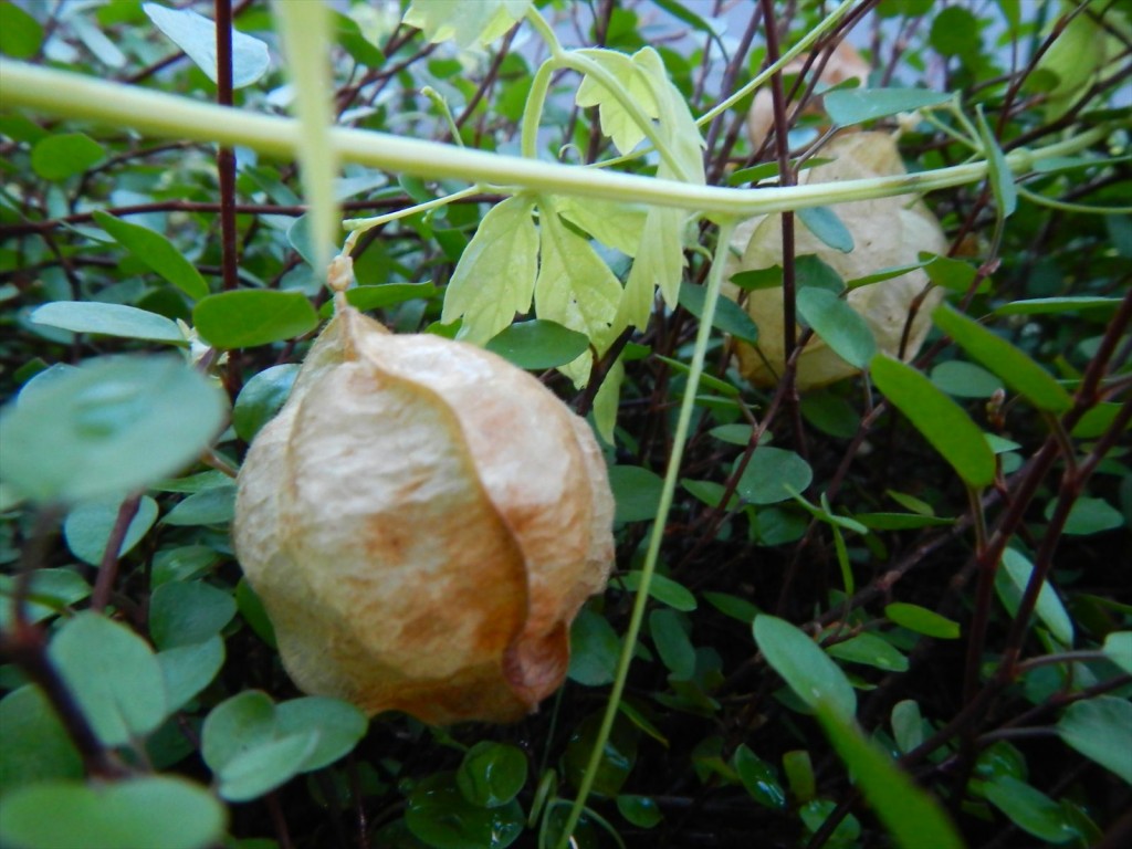 大塚本社の鉢植え　秋の花　中庭の植物DSCN5738