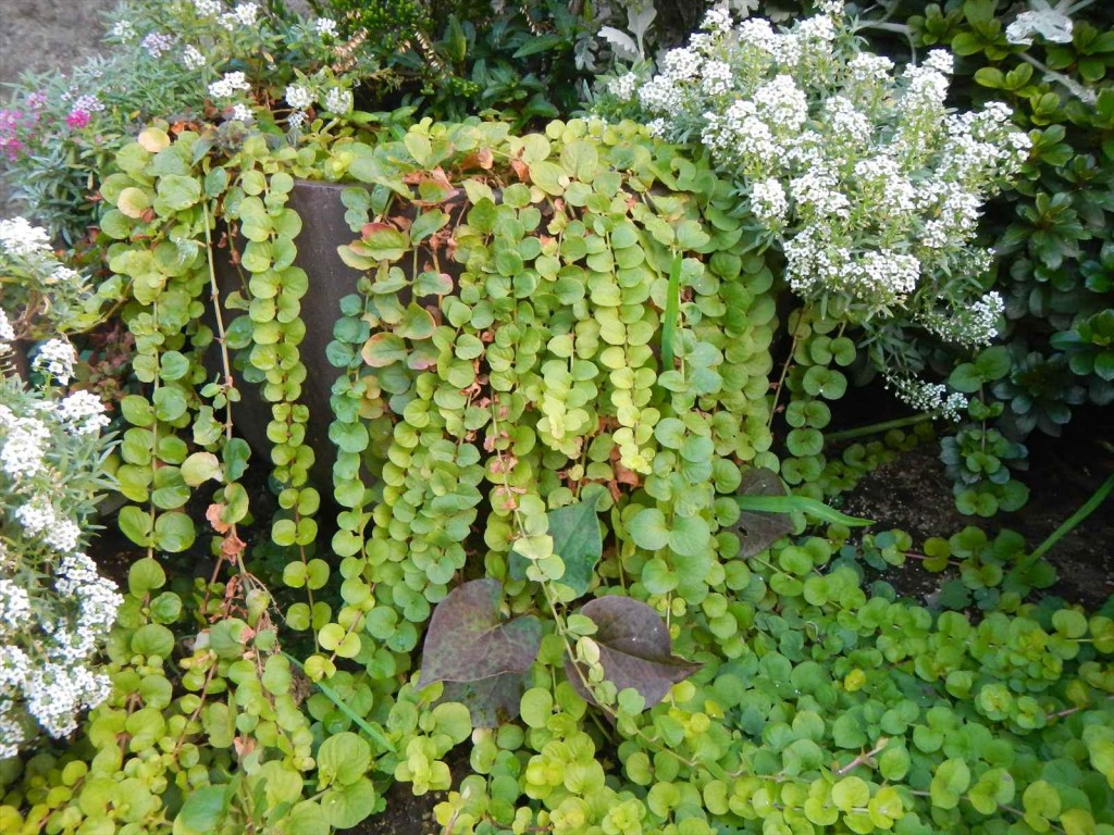 大塚本社の鉢植え　秋の花　中庭の植物DSCN5727