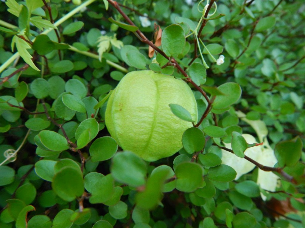 大塚本社の鉢植え　秋の花　中庭の植物DSCN5712