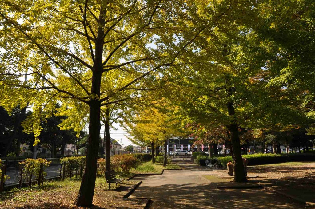 20141025 上尾市の平塚公園の紅葉DSC_0230_