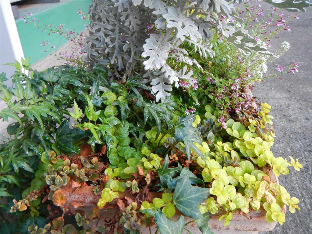 大塚本社の鉢植え　秋の花　中庭の植物DSCN5724