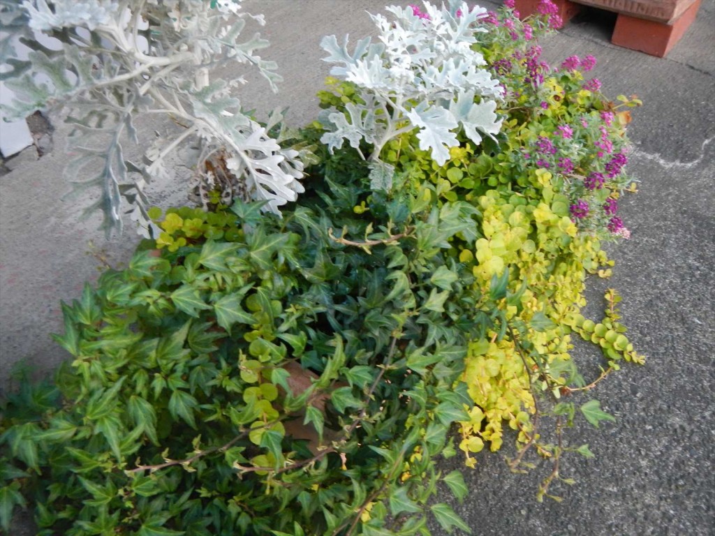 大塚本社の鉢植え　秋の花　中庭の植物DSCN5721