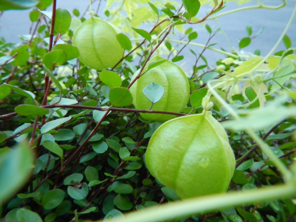 大塚本社の鉢植え　秋の花　中庭の植物DSCN5737