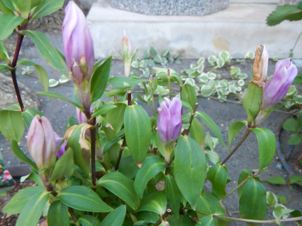 大塚本社の鉢植え　秋の花　中庭の植物DSCN5708