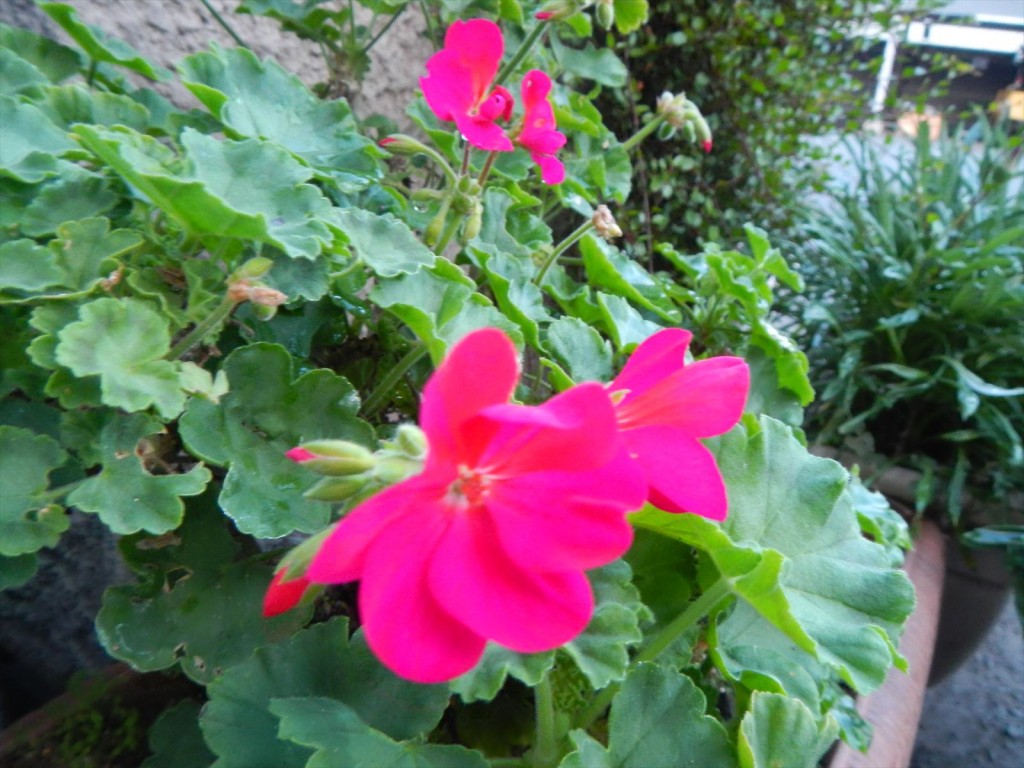 大塚本社の鉢植え　秋の花　中庭の植物DSCN5735