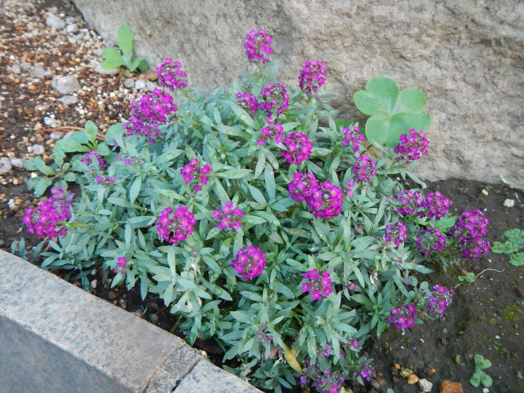 大塚本社の鉢植え　秋の花　中庭の植物DSCN5730