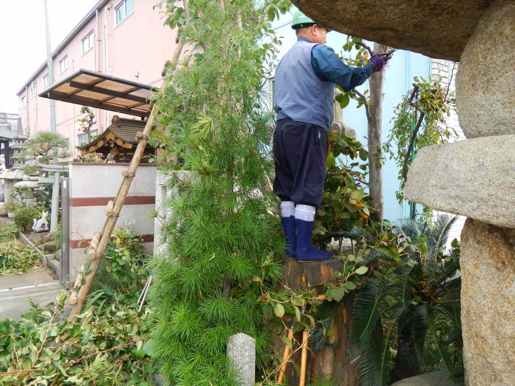 秋の剪定 枝打 手入れ 植木職人 植木屋 造園業DSCN5744