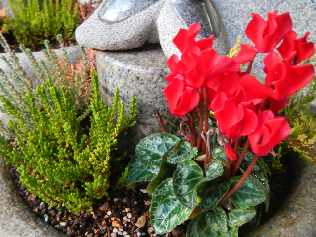 大塚本社の鉢植え　秋の花　中庭の植物DSCN5719