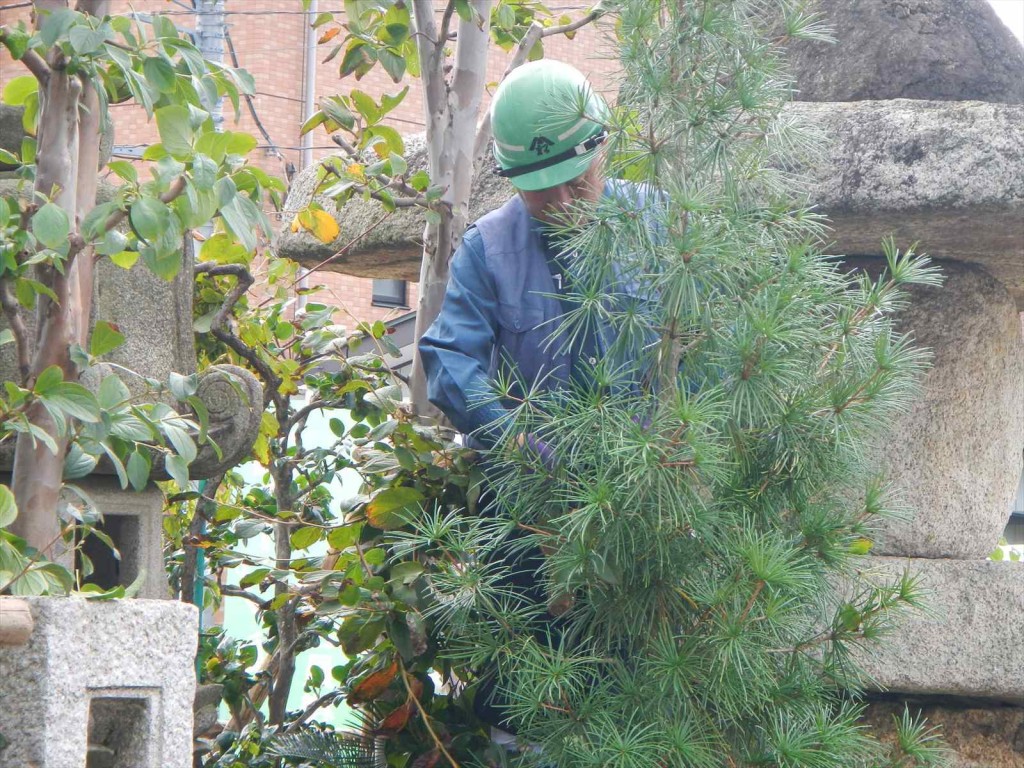 秋の剪定 枝打 手入れ 植木職人 植木屋 造園業DSCN5742