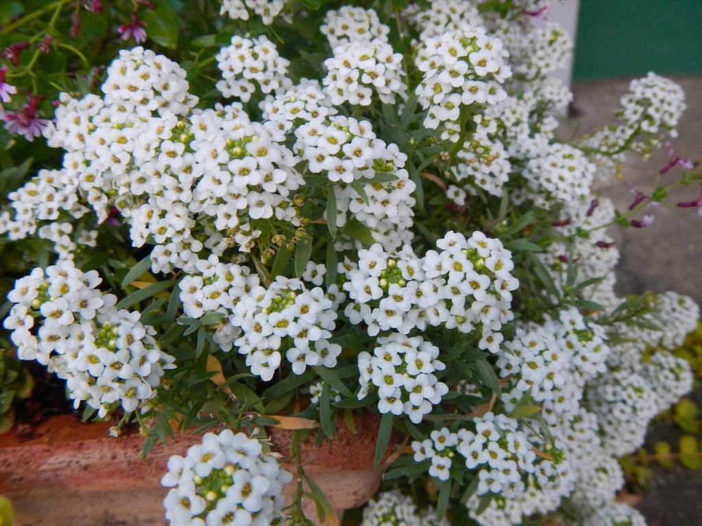 大塚本社の鉢植え　秋の花　中庭の植物DSCN5723