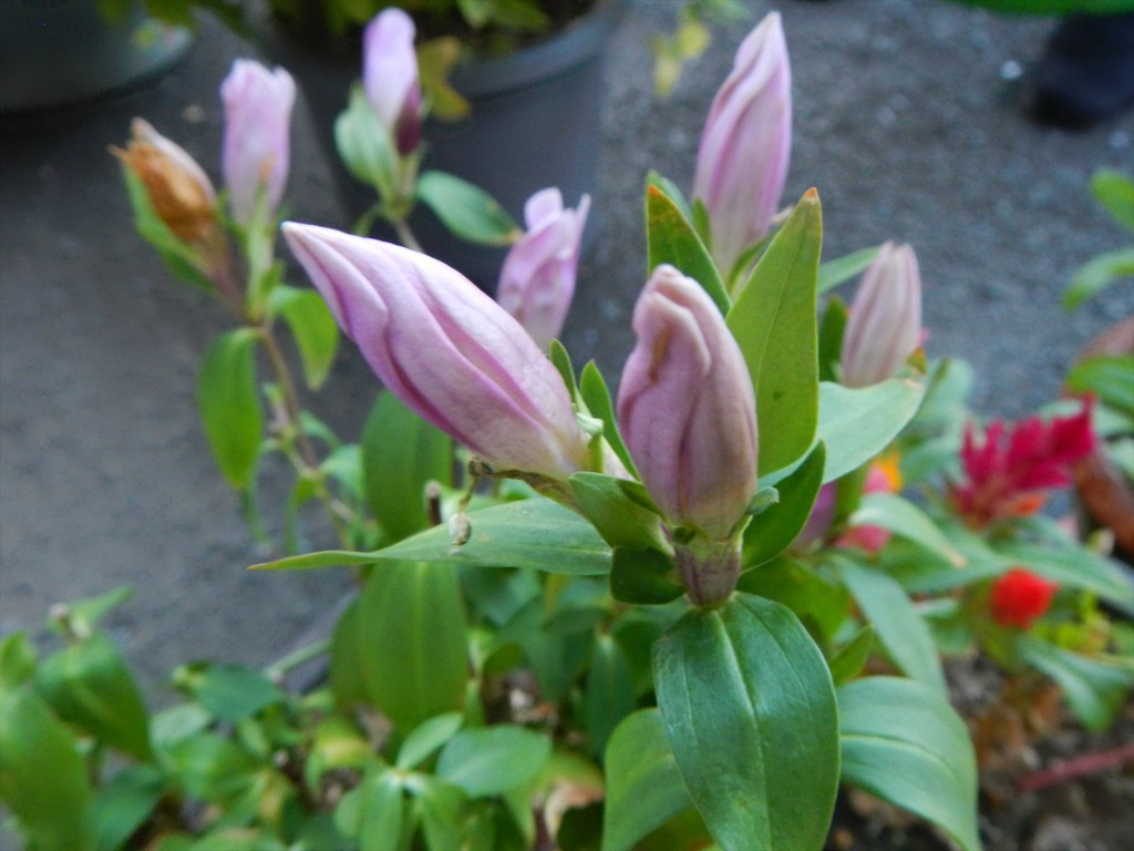 大塚本社の鉢植え　秋の花　中庭の植物DSCN5710