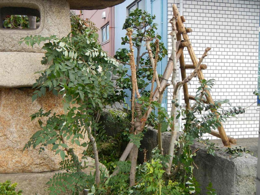 秋の剪定 枝打 手入れ 植木職人 植木屋 造園業DSCN5743