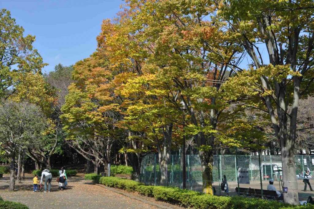20141025 上尾市の平塚公園の紅葉DSC_0222_