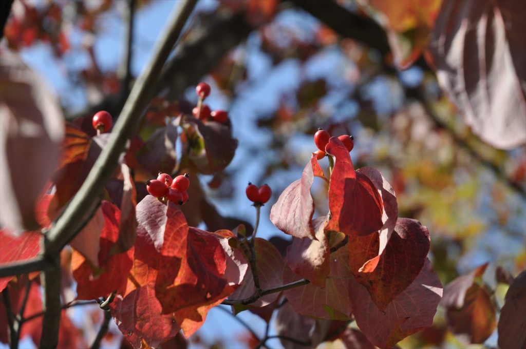 20141025 上尾市の平塚公園の紅葉DSC_0225_