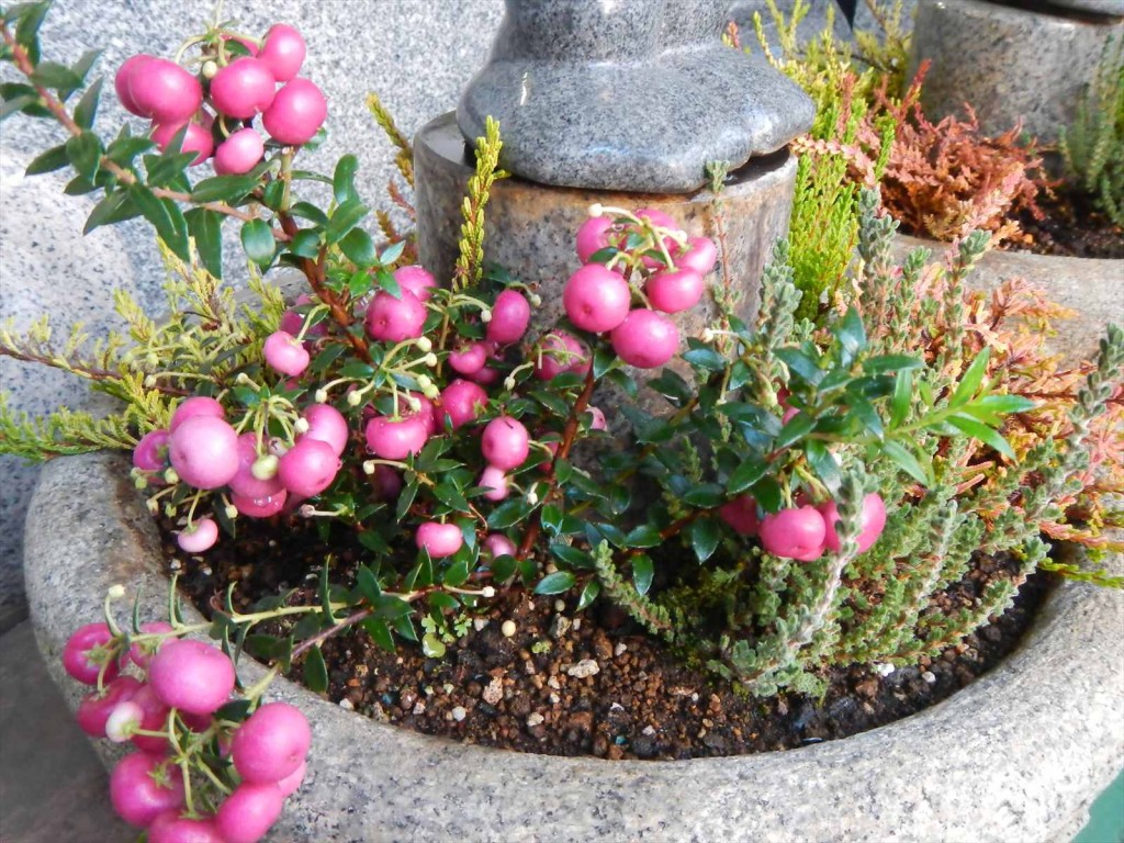 大塚本社の鉢植え　秋の花　中庭の植物DSCN5717