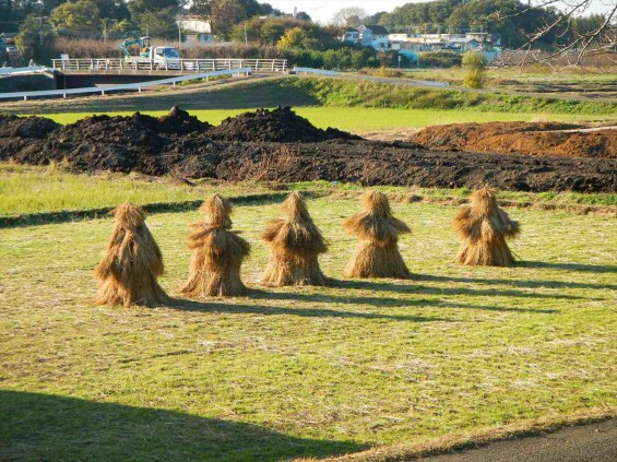 2014年11月14日 さいたま市営霊園に行く途中で見かけた、見沼田んぼの「フナノ」DSCN5862