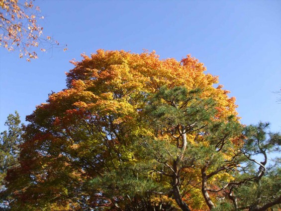 20141030 長野県懐古園（小諸城跡）の紅葉DSCF6051_