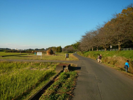 2014年11月14日 さいたま市営霊園に行く途中で見かけた、見沼田んぼの「フナノ」DSCN5866