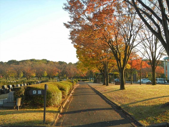 2014年11月14日 さいたま市営霊園思い出の里 の紅葉DSCN5909