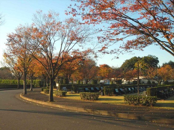 2014年11月14日 さいたま市営霊園思い出の里 の紅葉DSCN5899