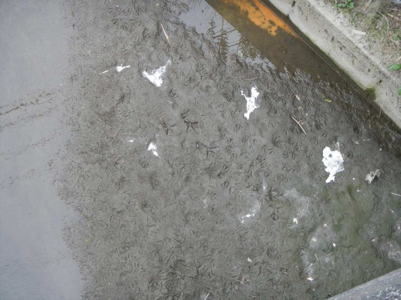 アオサギ？発見！桶川霊園のすぐ近くで　足跡と白い糞DSCN6141