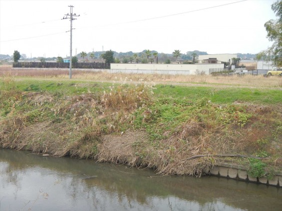 アオサギ？発見！桶川霊園のすぐ近くでDSCN6140