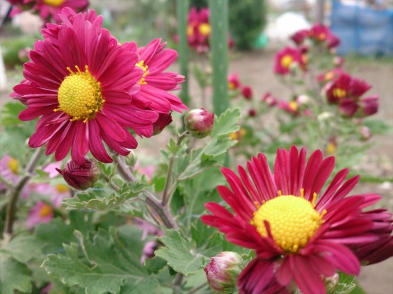 2014年秋　菊の季節 野菊DSC_2321__