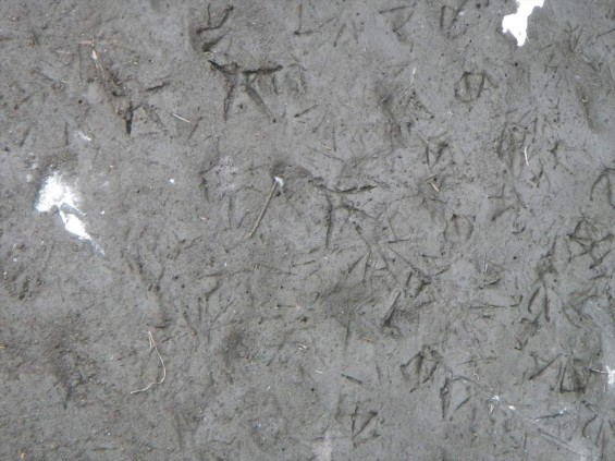 アオサギ？発見！桶川霊園のすぐ近くで　足跡と白い糞DSCN6142