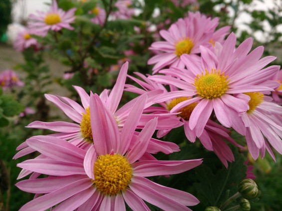 2014年秋　菊の季節 野菊DSC_2319__