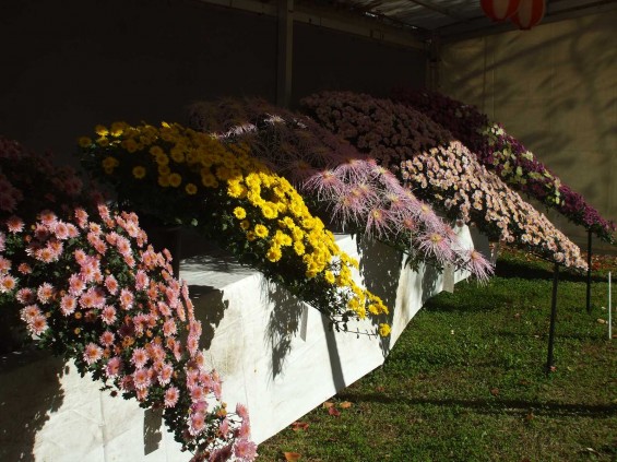 20141030 長野県懐古園（小諸城跡）の紅葉DSCF6049_