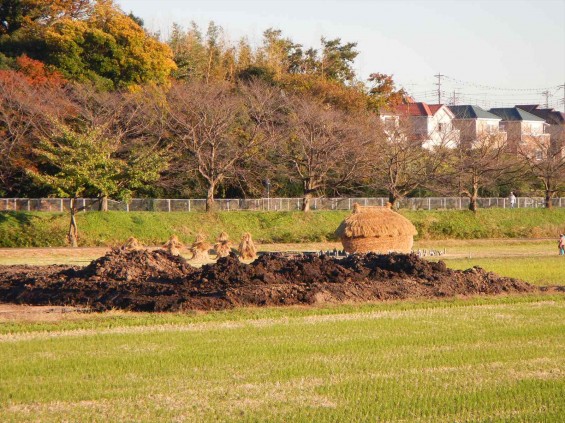 2014年11月14日 さいたま市営霊園に行く途中で見かけた、見沼田んぼの「フナノ」DSCN5890