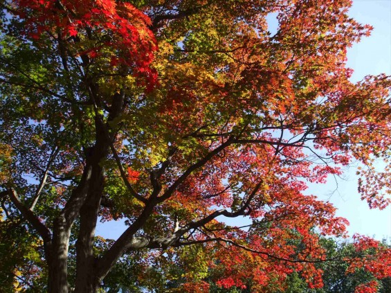 20141030 長野県上田城跡公園の紅葉DSCF6073