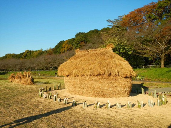 2014年11月14日 さいたま市営霊園に行く途中で見かけた、見沼田んぼの「フナノ」DSCN5882